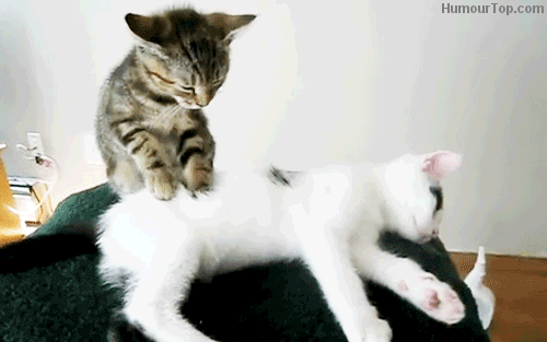 massage entre chats